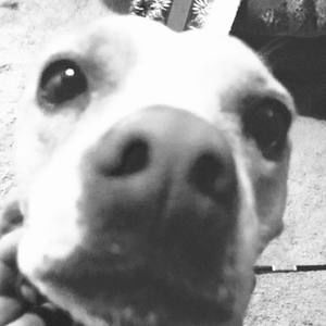 Meet your Posher, Ashton